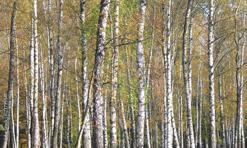 Autumn birch grove in cloudy weather