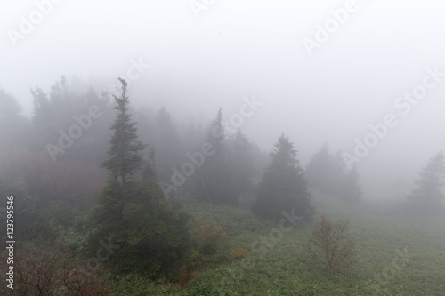 Forest in fog