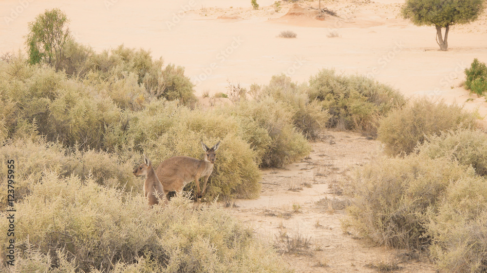 Känguru im Mungo Nationalpark im Outback von Australien Känguru im Mungo Nationalpark im Outback von Australien