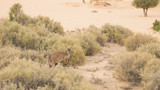 Känguru im Mungo Nationalpark im Outback von Australien