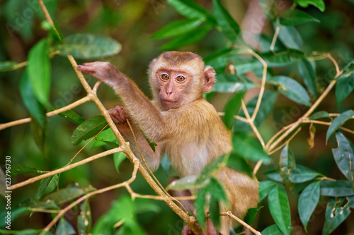Cute monkey sits near road in Thailand © luengo_ua