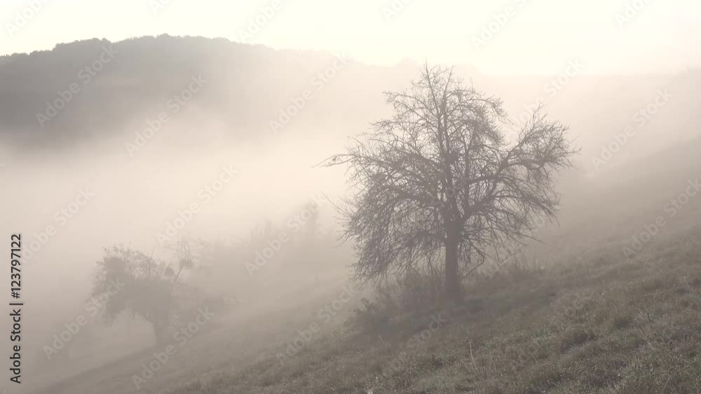 Streuobstwiese im Herbst, 4 k - Video Streuobstwiese im Herbst, 4 k - Video