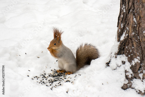 A squirrel eating nuts and seeds in winter forest