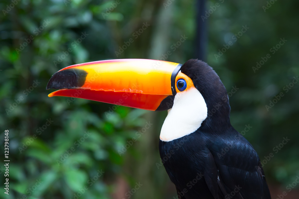 Naklejka premium Colorful tucan