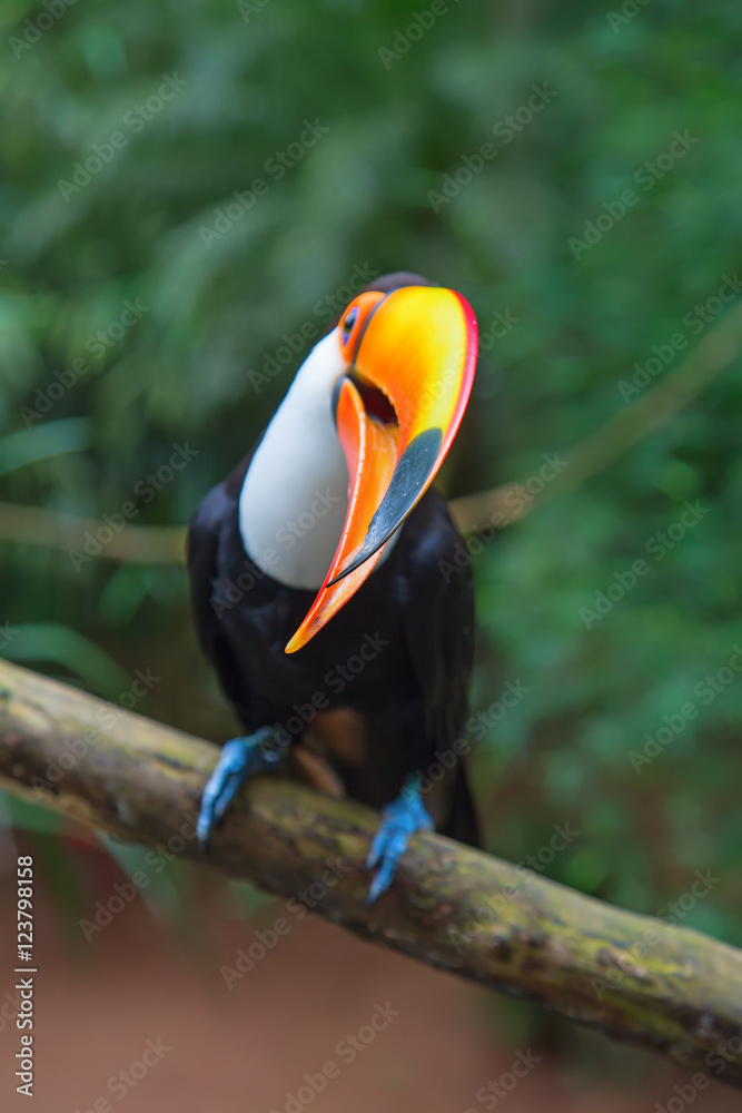 Obraz premium Colorful tucan