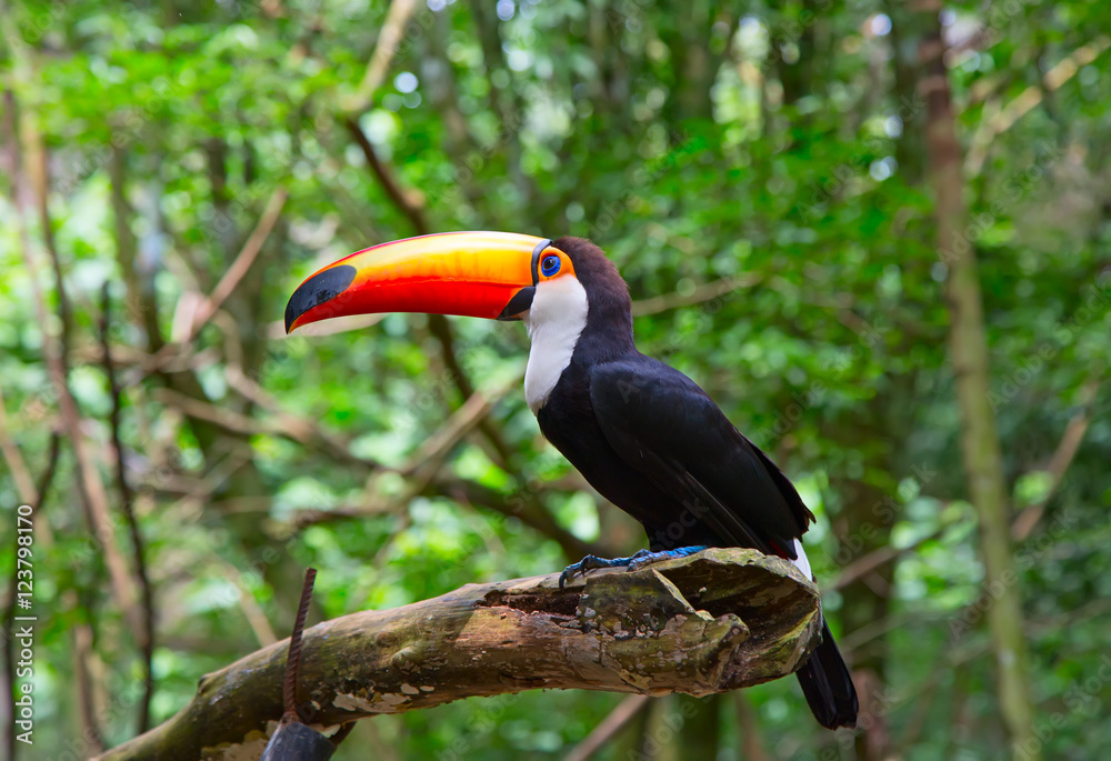 Colorful tucan