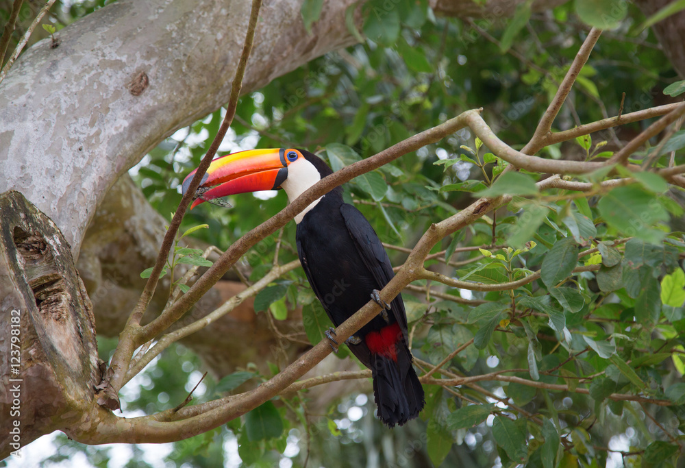 Fototapeta premium Colorful tucan