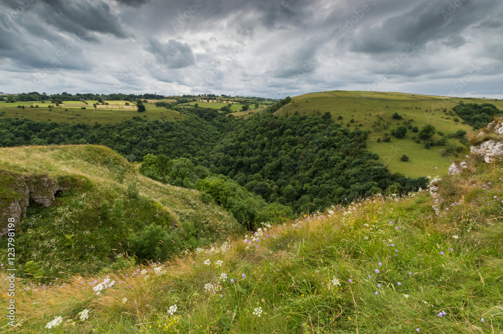 Obraz premium Wild Flowers on a Hill Top