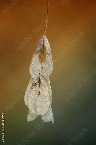 Dry seeds in the sun rays on the air