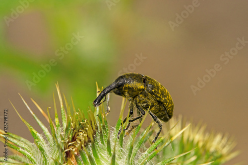Beetle weevil sitting on burdock