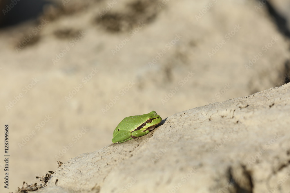 Grüner Frosch auf einem Stein Grüner Frosch auf einem Stein