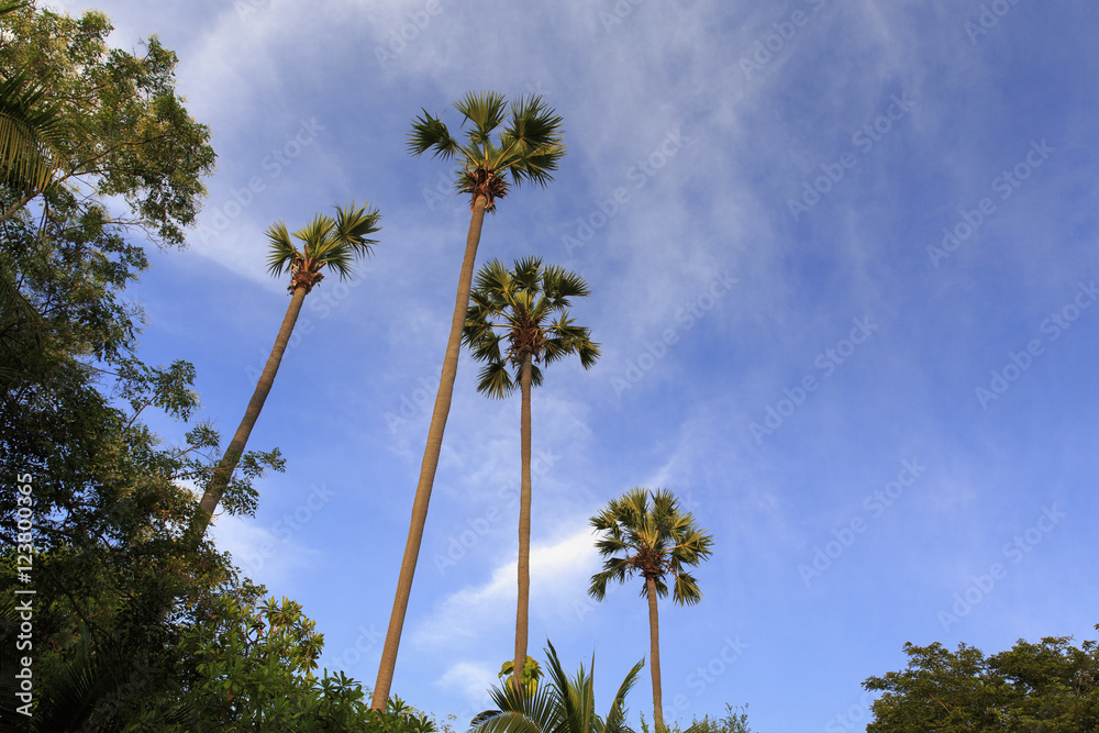 背の高い４本の椰子の木
