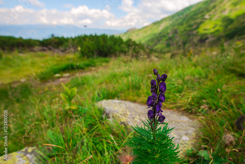 View at Parang mountains,Romania photo