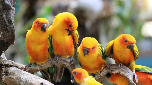 Group sun conure parrot on tree branch.
