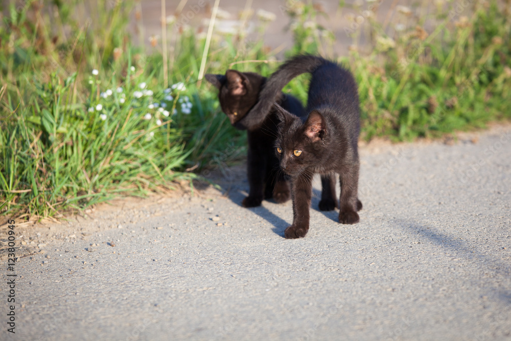 Two black small kittens on the road in countryside Two black small kittens on the road in countryside