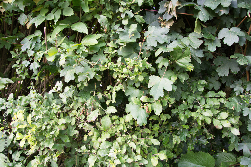 Hedgerow Hedgerow