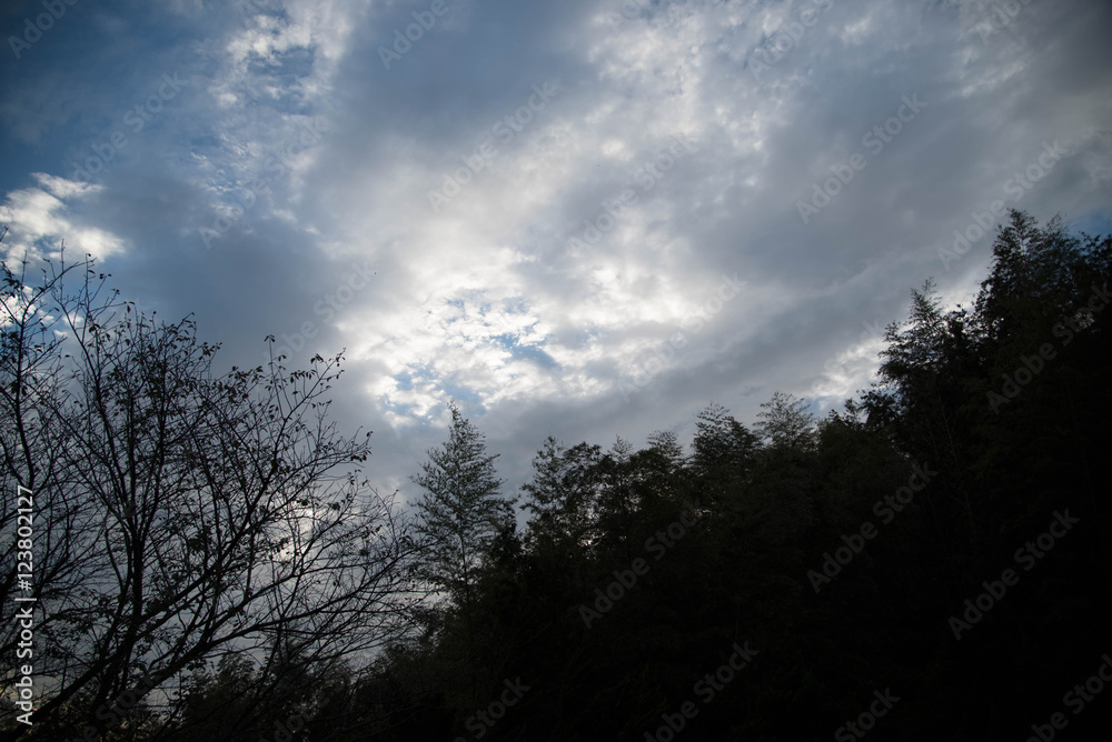 木 青空 雲 木 青空 雲