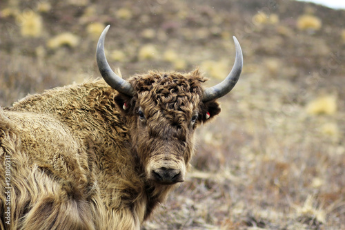 Yak on the way to Annapurna base camp - Nepal. Blurred background