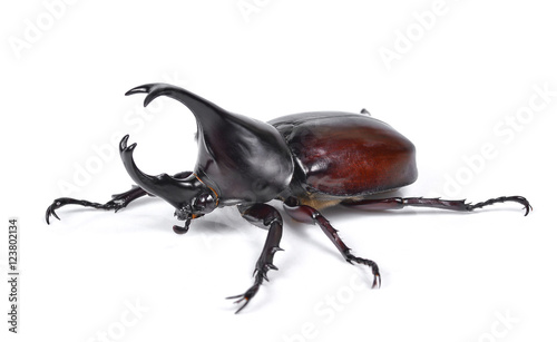 Male Rhinoceros beetle, Hercules beetle, Unicorn beetle, Horn be © boonchuay1970