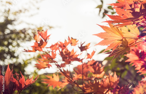 autumn leaves in orange light