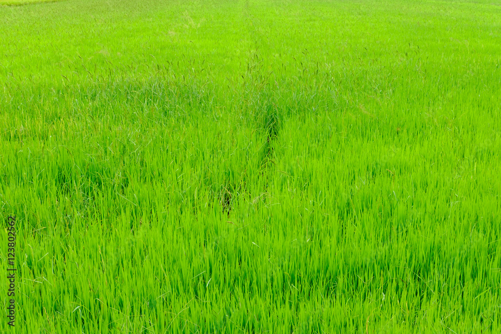green rice fields of countryside in thailand green rice fields of countryside in thailand
