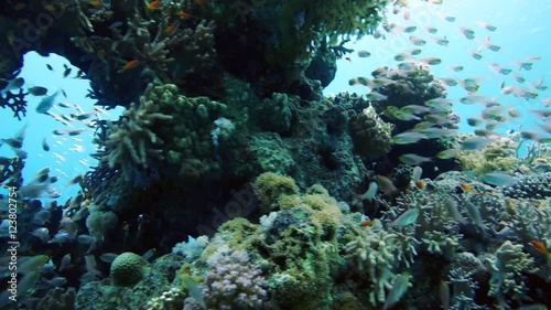 School of Glassfish Parapriacanthus ransonneti inside the wreck of the SS Carnatic, Red sea photo