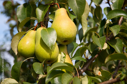 pears on a branch