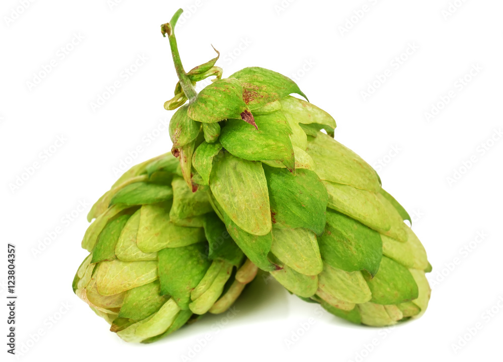 Obraz premium two hops on white