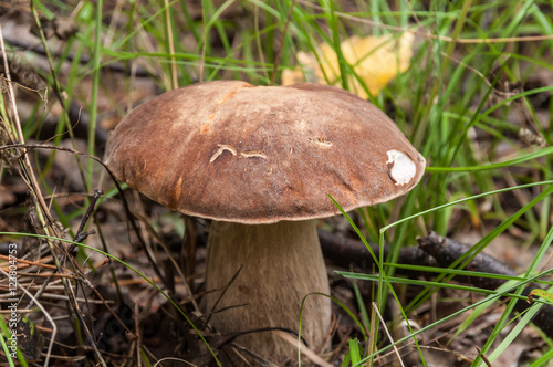 boletus mushroom forest