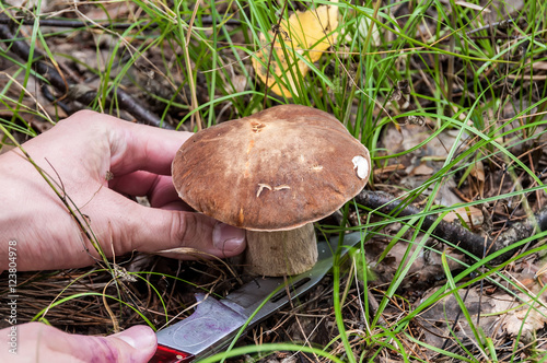 boletus mushroom forest cutting
