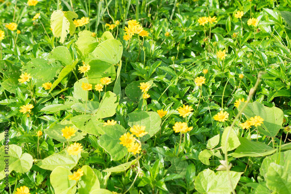 yellow flowers with flower leaves background yellow flowers with flower leaves background