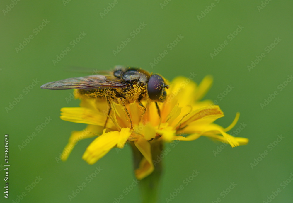 Schwebfliege Syrphidae gelbe Blume Pollen Schwebfliege Syrphidae gelbe Blume Pollen