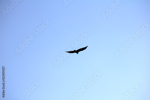 Flying eagle on the blue sky