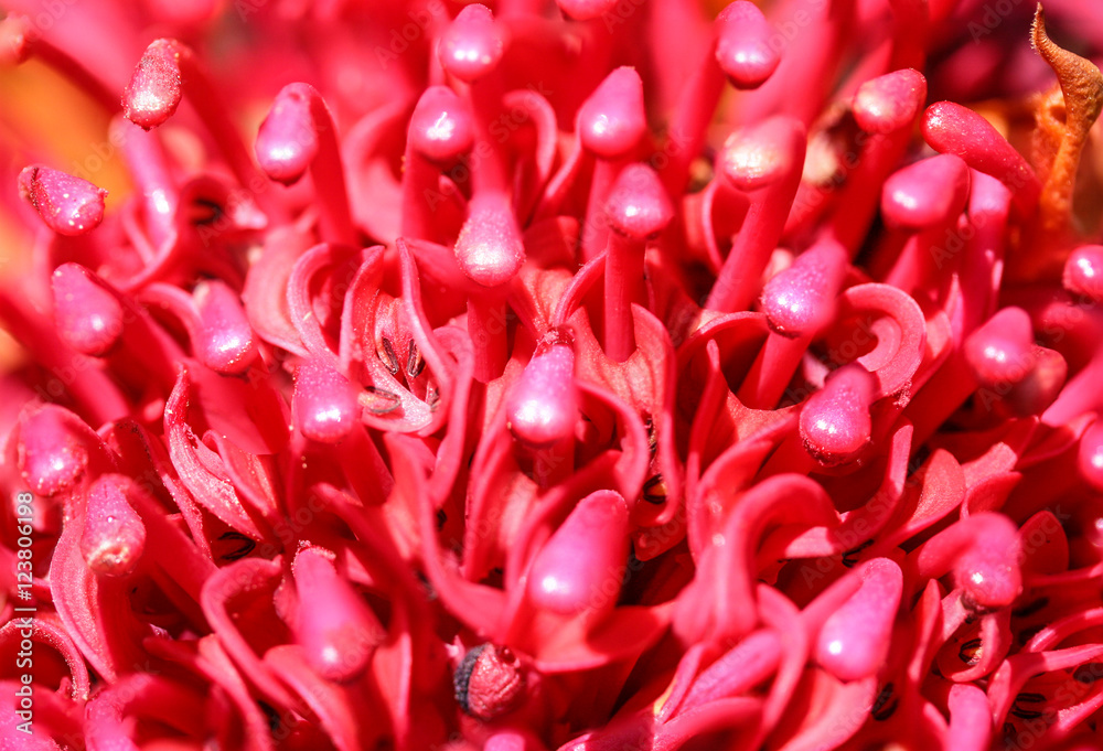 Detail of Australian waratah styles and anthers. New South Wales state emblem. Detail of Australian waratah styles and anthers. New South Wales state emblem.