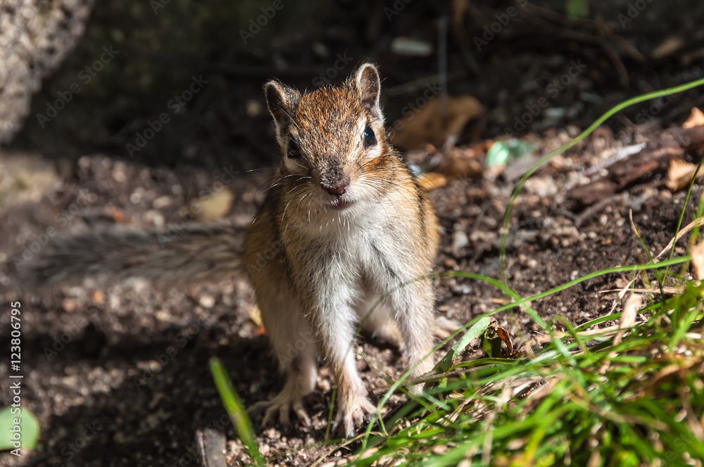 Fototapeta premium chipmunk portrait nice