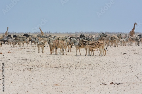 Herden von Zebras, Giraffen, Strauße und Oryx im Etosha Nationalpark