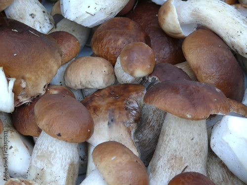 background of the multitude of white mushrooms