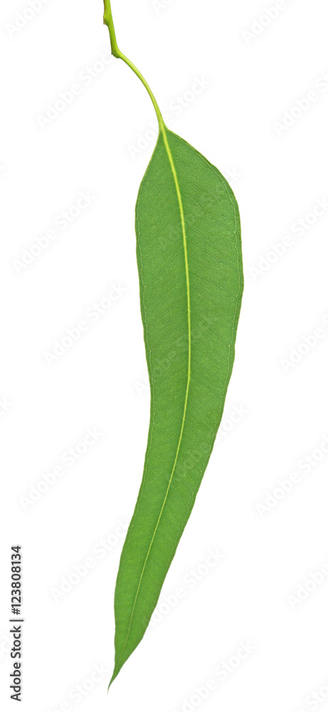 Fototapeta Eucalyptus leaf