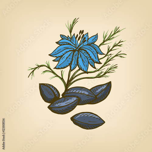 Nigella or Black cumin. Vector illustration.