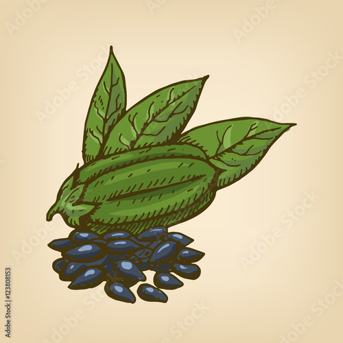 Black Sesame Seeds with pod and leaves. Vector illustration