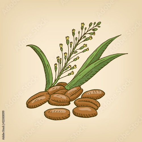 Camelina sativa or gold-of-pleasure, or false flax, flowering oil plant. Vector illustration