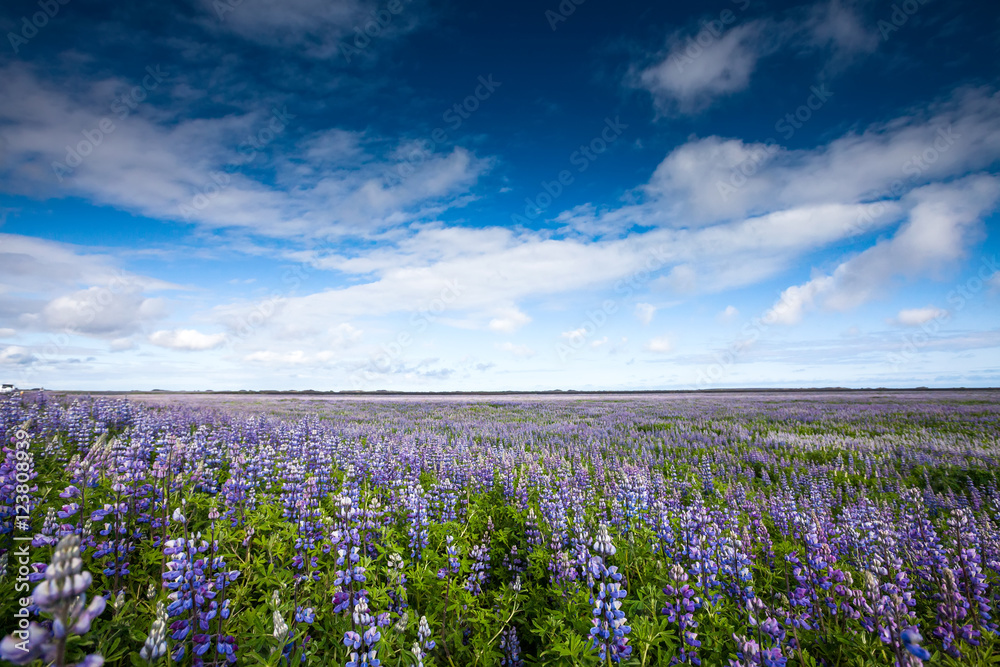 Fototapeta premium View at Icelandic plains during summertime