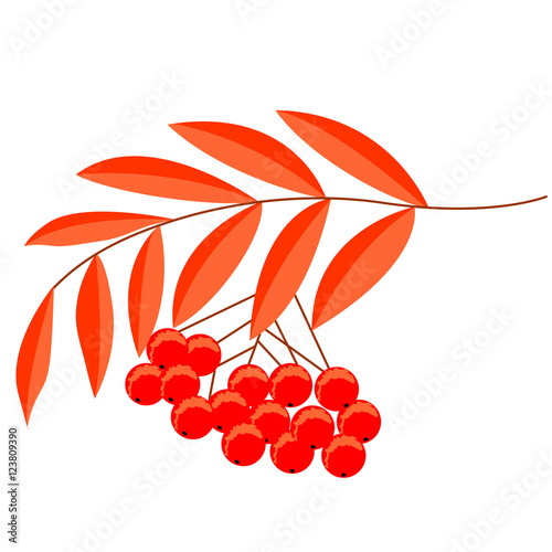 Detailed drawing of rowan or rowanberry. Berries and rowan berries with leaves, hand drawn in rustic design, classic drawing element of wild ash, pit or rowan-tree. Isolated, in color.