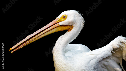Portrait of an American white pelican against a black background