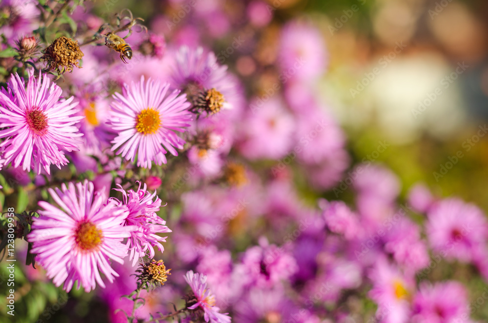 Beautiful pink garden flowers in the sunset light and bee. Beautiful pink garden flowers in the sunset light and bee.
