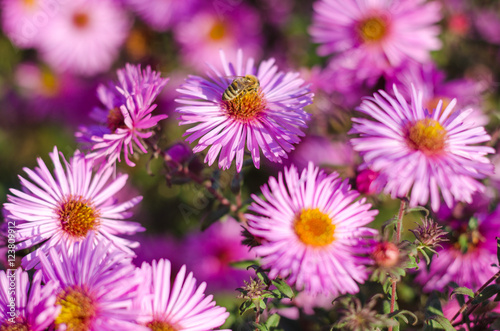 Beautiful pink garden flowers in the sunset light and bee.