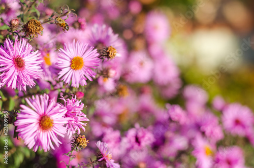 Beautiful pink garden flowers in the sunset light and bee.