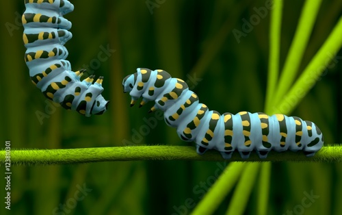 Caterpillar © TeacherX555