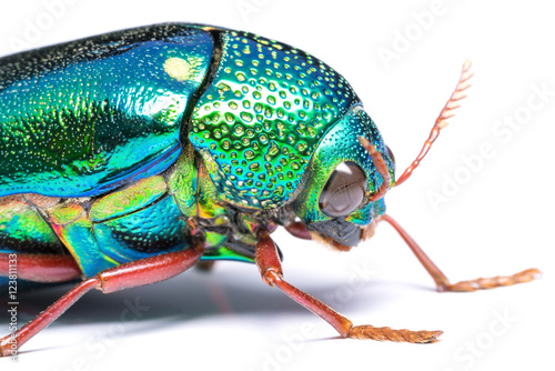 Close up of Jewel beetle (Buprestidae) isolate on white. The larger and more spectacularly colored jewel beetles are highly prized by insect collectors.