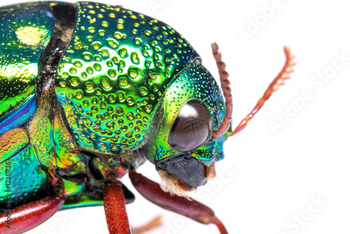 Close up of Jewel beetle (Buprestidae) isolate on white.
The larger and more spectacularly colored jewel beetles are highly prized by insect collectors. photo